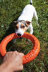 Image showing Crop hand playing with dog