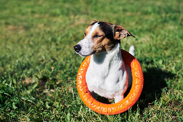 Image showing Adorable dog with toy on grass