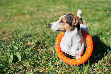 Image showing Adorable dog with toy on grass