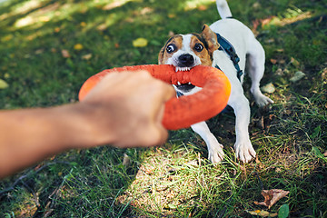 Image showing Crop hand playing with dog