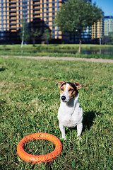 Image showing Adorable dog with toy on grass