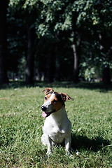 Image showing Funny dog sitting in park