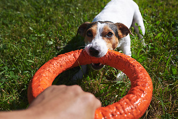 Image showing Crop hand playing with dog