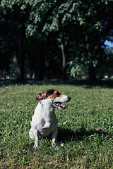 Image showing Funny dog sitting in park