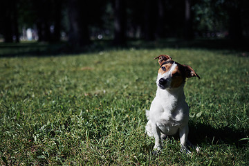 Image showing Cute dog sitting on lawn