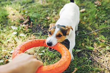 Image showing Crop hand playing with dog