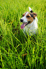 Image showing Adorable dog heavily breathing on grass