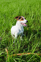 Image showing Adorable dog heavily breathing on grass