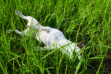 Image showing Cute dog lying on grass