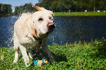 Image showing Funny dog shaking off water
