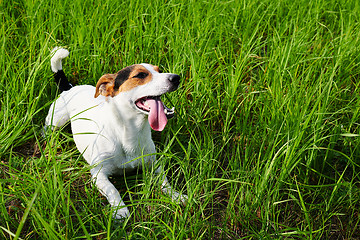 Image showing Cute dog lying on grass