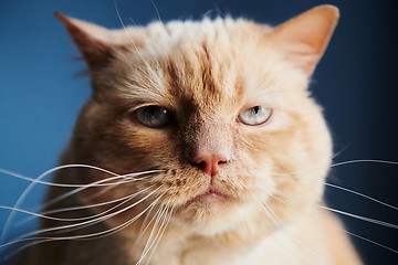 Image showing Displeased cat looking at camera