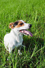 Image showing Adorable dog heavily breathing on grass