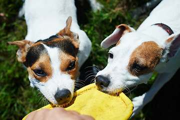 Image showing Jack russells fight over toy