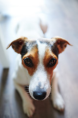 Image showing Loyal dog lying on floor