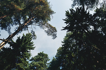 Image showing Crowns of trees and sky