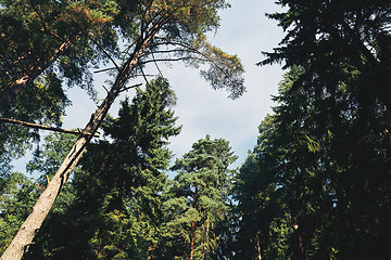 Image showing Crowns of trees and sky