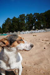 Image showing Funny dog on sandy beach
