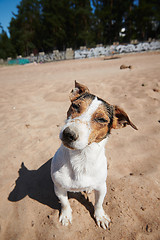 Image showing Funny dog on sandy beach