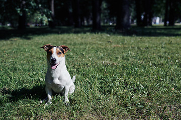 Image showing Funny dog sitting in park