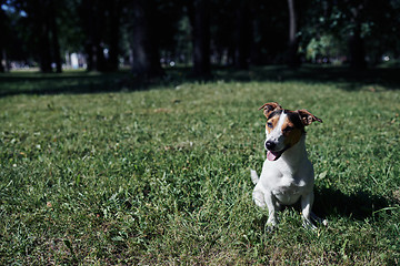 Image showing Cute dog sitting on lawn