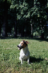 Image showing Funny dog sitting in park