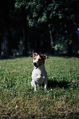 Image showing Cute dog sitting on lawn