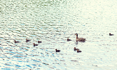 Image showing duck with ducklings swimming in lake or river