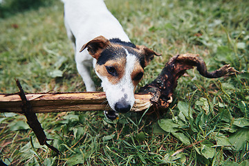 Image showing Cute dog retrieving branch