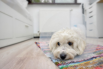 Image showing Maltese dog with plastic elizabethan (buster) collar