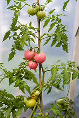 Image showing Fresh Tomatoes