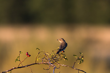 Image showing Spotted flycatcher on a twig