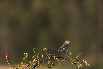 Image showing Watching Spotted Flycatcher