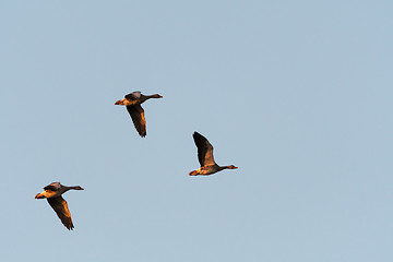 Image showing Flying Greylag geese