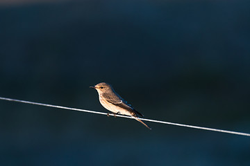 Image showing Spotted Flycatcher sitting on a line