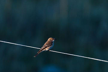 Image showing Spotted Flycatcher on a line