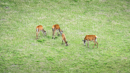 Image showing four red deer in the green meadow