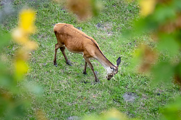 Image showing a red deer in the green meadow