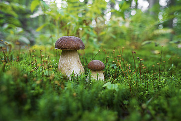 Image showing Mushrooms boletus