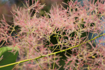 Image showing Dainty pink flowers