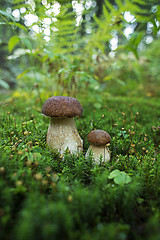 Image showing Boletus mushrooms