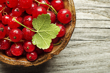 Image showing Redcurrant 