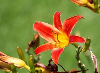 Image showing Lily