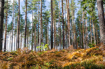 Image showing Colorful ferns in a bright forest