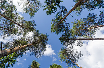 Image showing Bright tree tops from low perspective