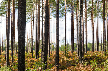 Image showing Bright pine tree forest