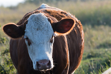 Image showing Front view of a backlit cow