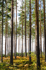 Image showing Colorful pine tree forest