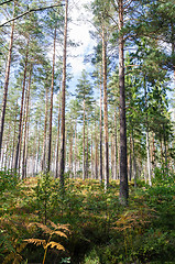 Image showing Bright forest with tall trees