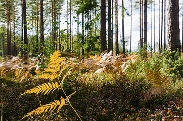 Image showing Fall season floor in a bright forest